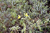 Wild vegetation along the Inca trail